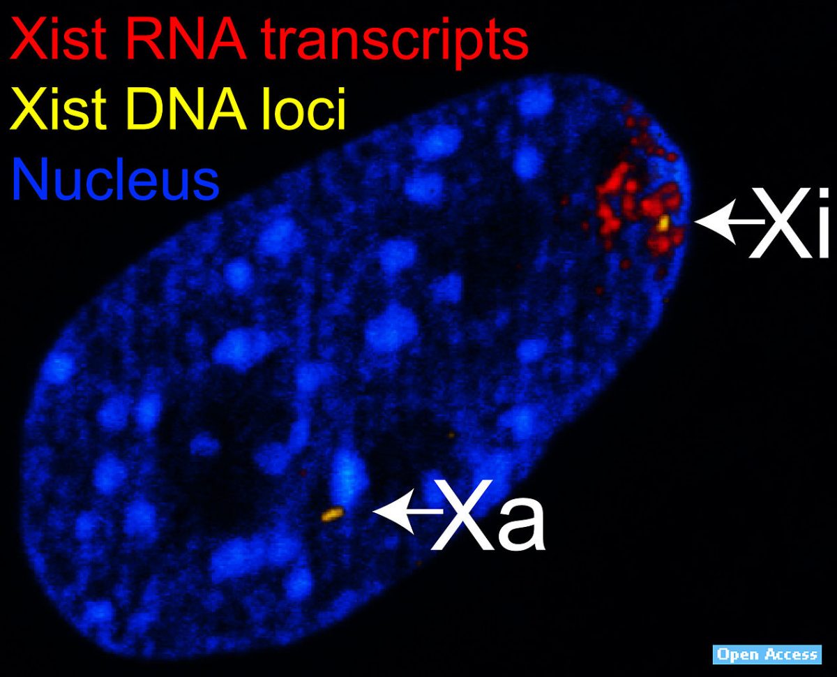 Stellaris RNA FISH