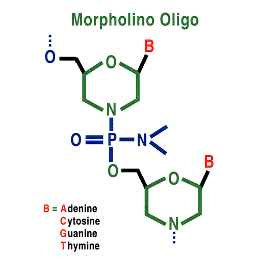 Custom Morpholinos